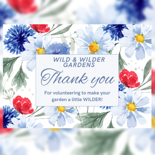 Wildflower Seeds Pack 2g - Wild and Wilder Gardens Volunteer Card Pack